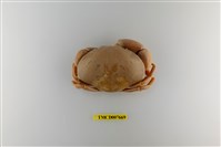 藏品(紅斑瓢蟹)的圖片